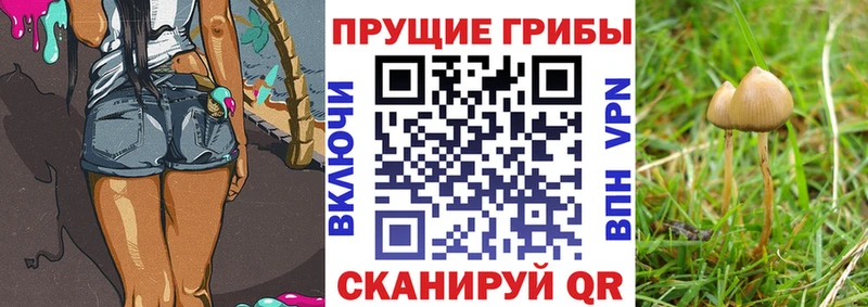 Галлюциногенные грибы Psilocybe  что такое   нарко площадка клад  Печора 